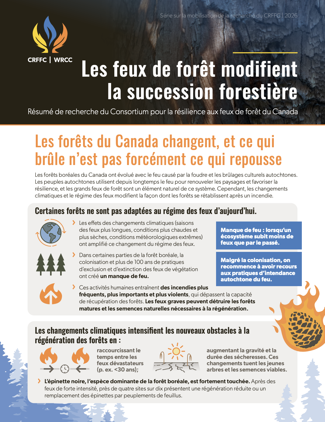 Les feux de forêt modifient la succession forestière thumbnail