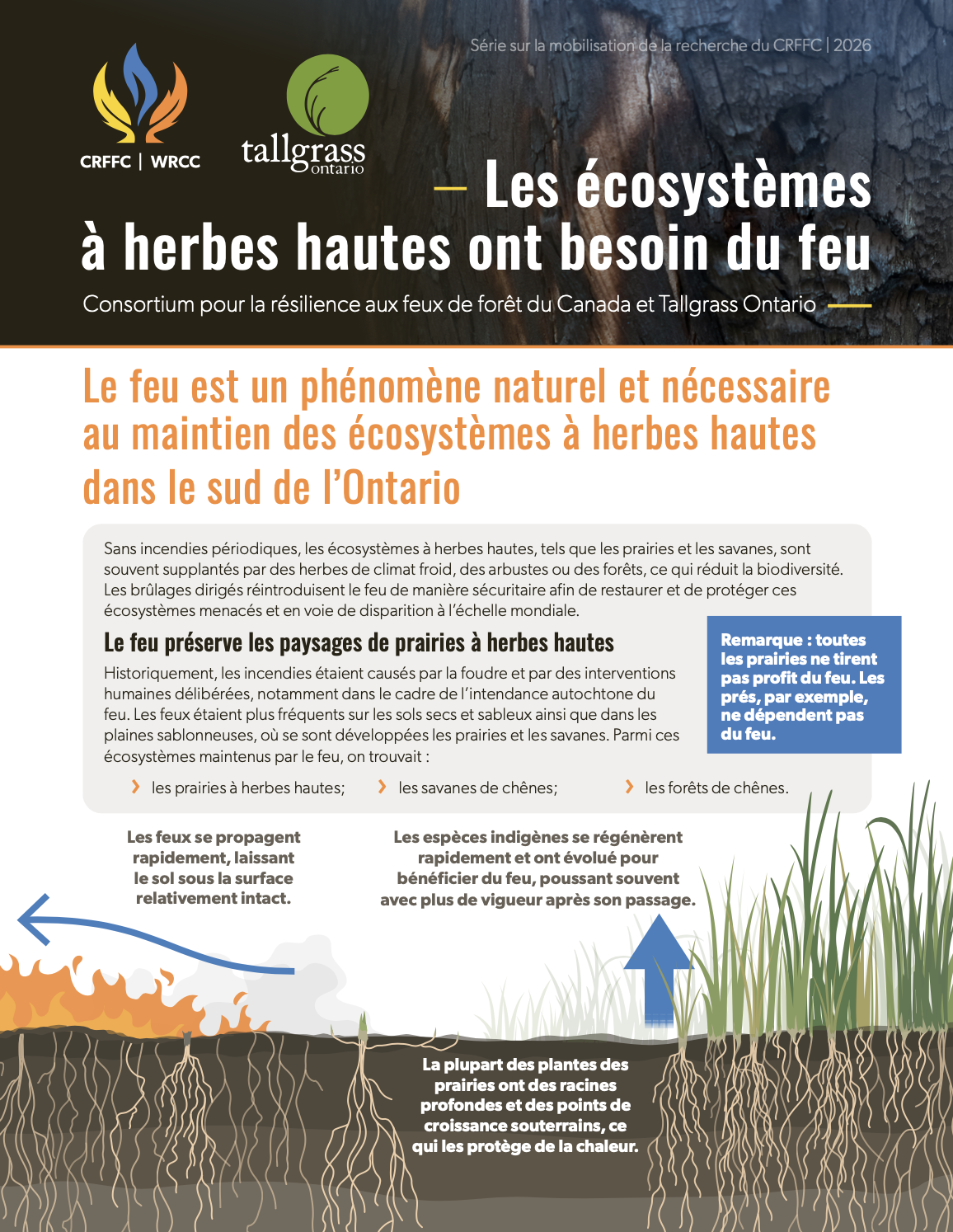 Les écosystèmes à herbes hautes ont besoin du feu thumbnail