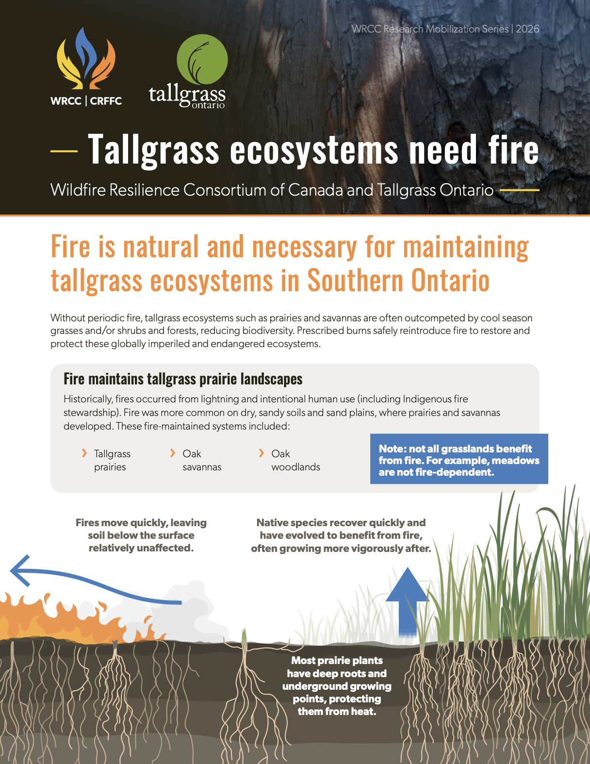 Tallgrass ecosystems need fire thumbnail