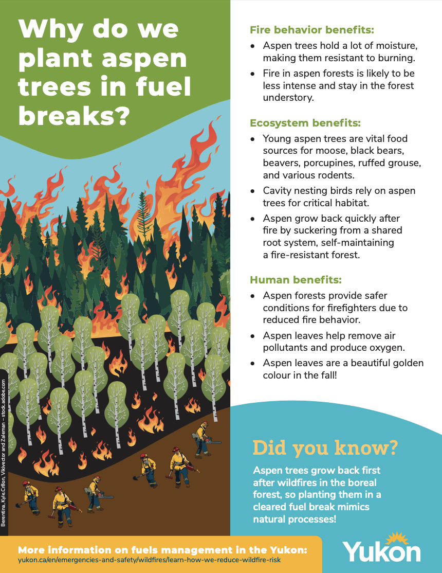Why do we plant aspen trees in fuel breaks? thumbnail