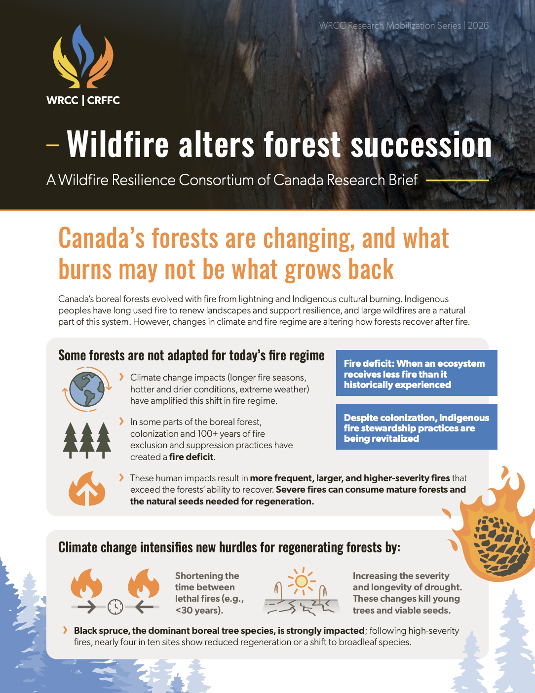 Wildfire alters forest succession thumbnail